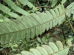 Pteris fauriei
