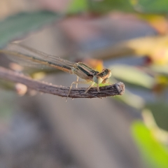 Pseudagrion hypermelas