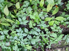 Tetrastigma obtectum