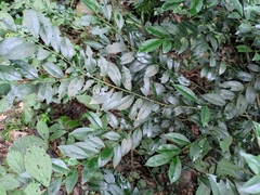 Ilex triflora