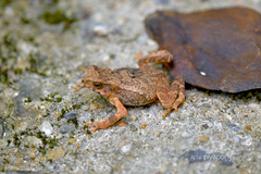Ingerophrynus parvus