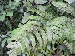 Deparia