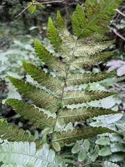 Deparia
