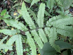 Pteris oshimensis