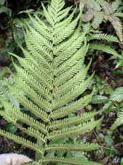 Pseudocyclosorus subochthodes