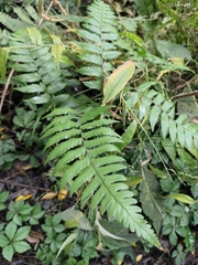 Diplazium mettenianum