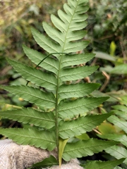 Diplazium mettenianum