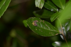 Ricanula pulverosa