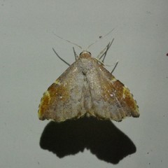 Heterorta plutonis