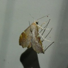 Heterorta plutonis