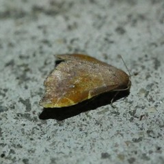 Heterorta plutonis