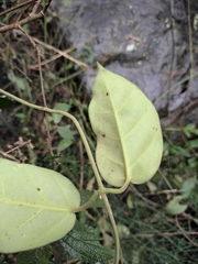 Marsdenia sinensis