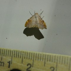 Heterorta plutonis