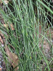 Equisetum ramosissimum