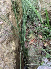 Equisetum ramosissimum