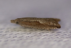 Holocola spodostola