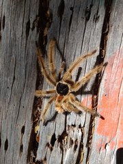 Phrixotrichus vulpinus