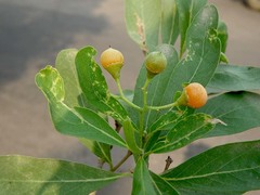 Cordia sinensis