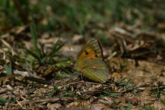 Colias fieldii fieldii
