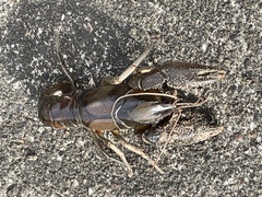 Fallicambarus macneesei