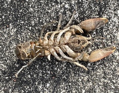 Fallicambarus macneesei