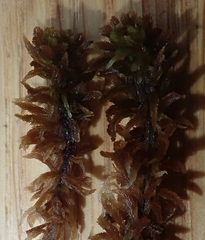 Sphagnum lenense