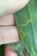 Liriomyza citreifemorata