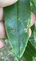 Liriomyza citreifemorata