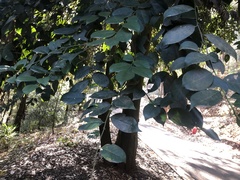 Sladenia celastrifolia