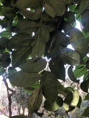 Sladenia celastrifolia