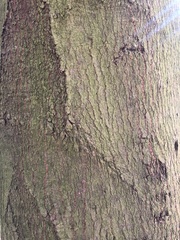 Sladenia celastrifolia