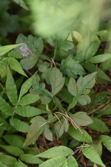 Ampelopsis japonica