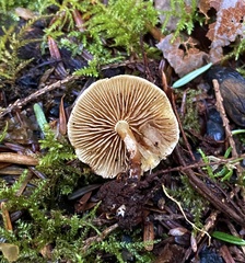 Pholiota scamba