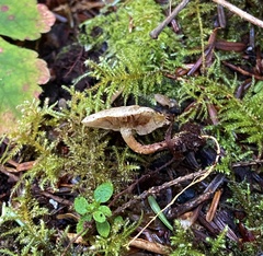 Pholiota scamba