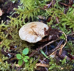 Pholiota scamba
