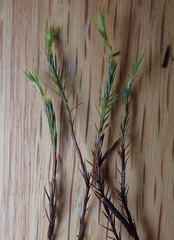 Polytrichum jensenii