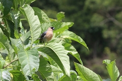 Schistochlamys ruficapillus
