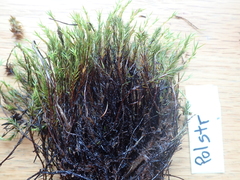 Polytrichum jensenii