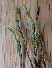 Polytrichum jensenii