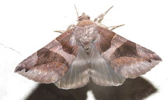 Bastilla arcuata