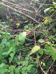 Euonymus occidentalis