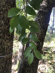 Alnus nepalensis