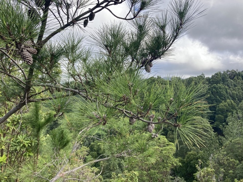 Pinus caribaea, 2022-01-25