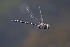 Austroaeschna pinheyi