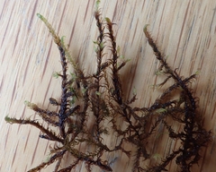 Warnstorfia fluitans