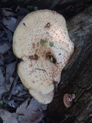 Cerioporus squamosus