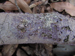 Corticium roseocarneum