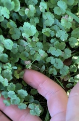 Hydrocotyle moschata
