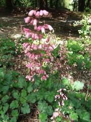 Heuchera maxima