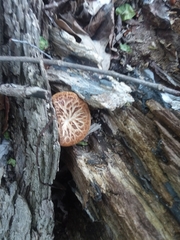 Cerioporus squamosus